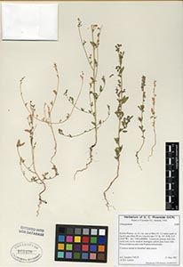 herbarium sheet of UCR 165438